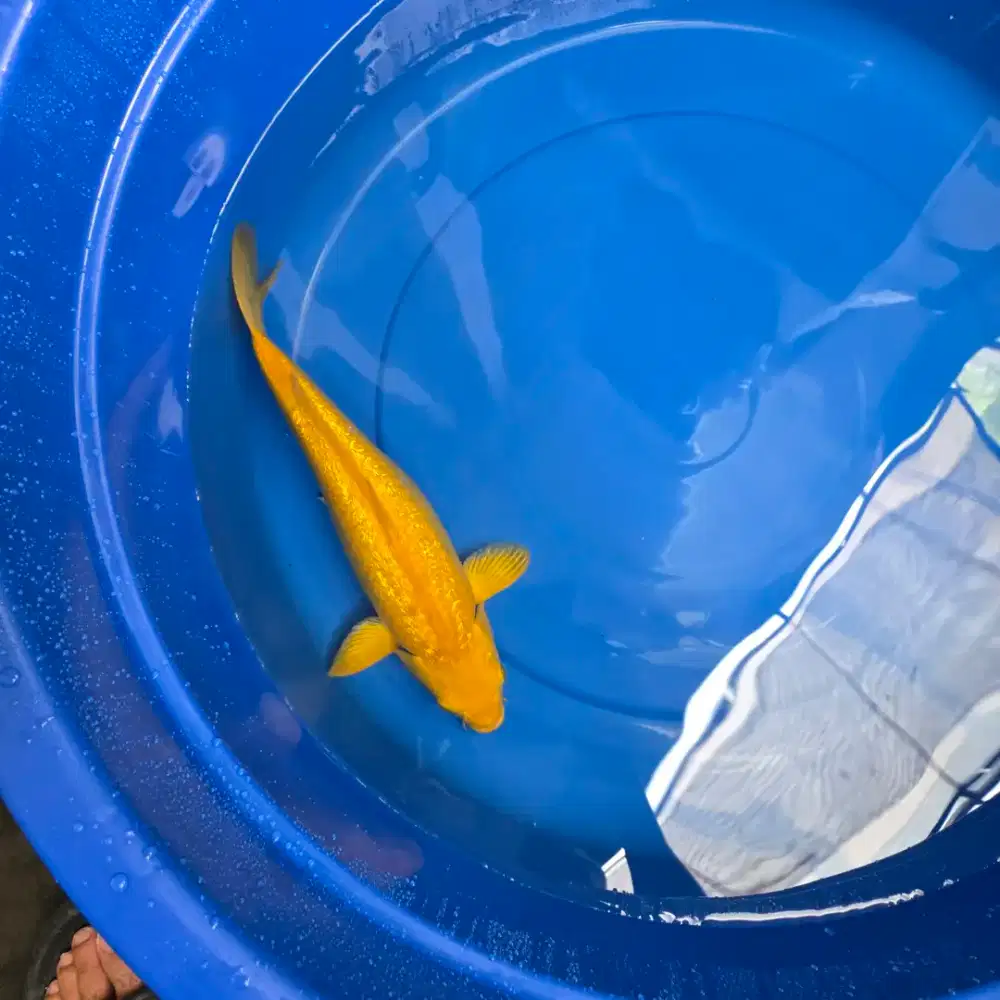 Ikan koi Karasi 40 cm