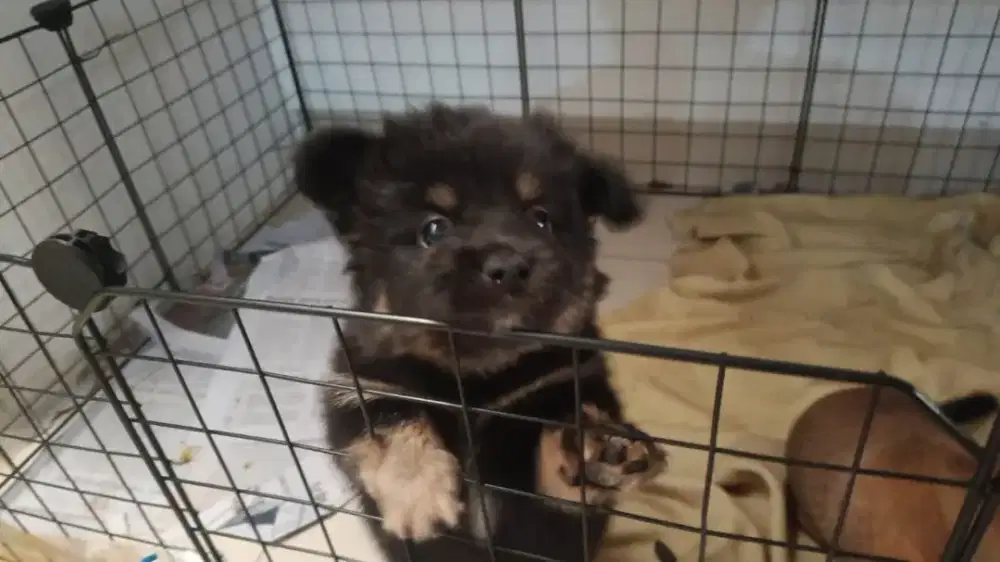 Anak anjing mix no stanbum