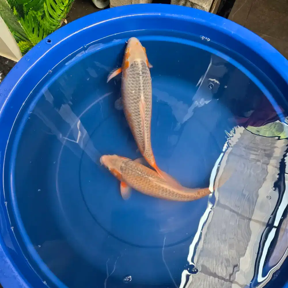 Ikan koi Asagi 28,32 cm
