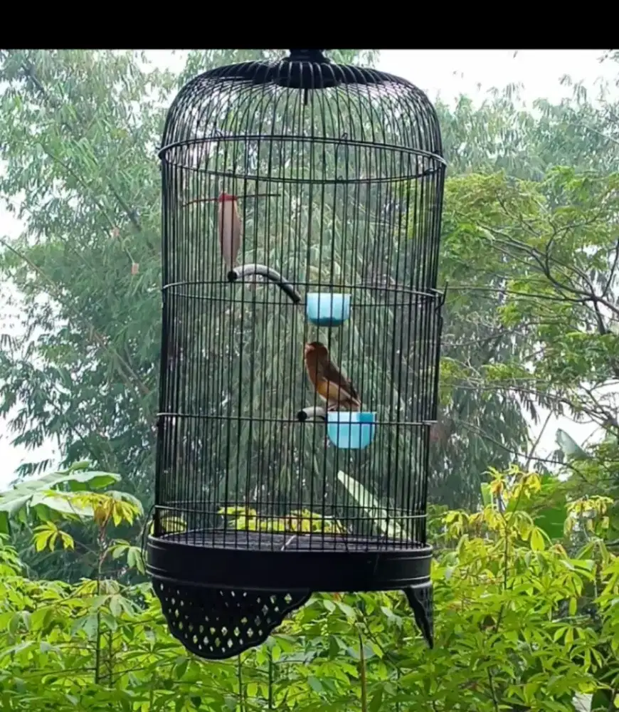 Burung kenari loper