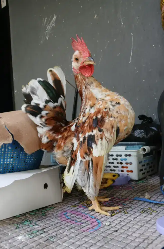Ayam serama rinting madu