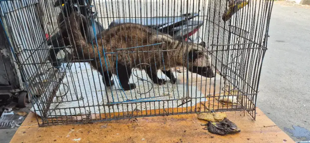 Musang pandan gemuk