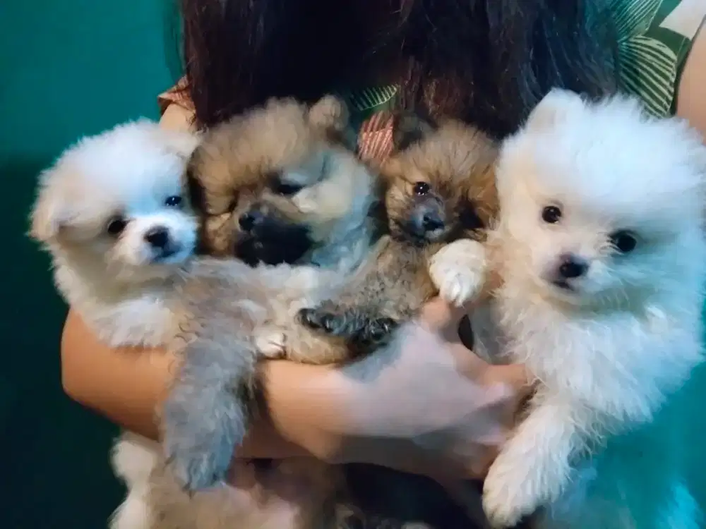 Anjing pomerian