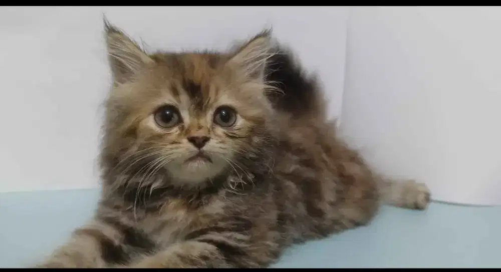 Anak kucing Persia 2,5 bulan