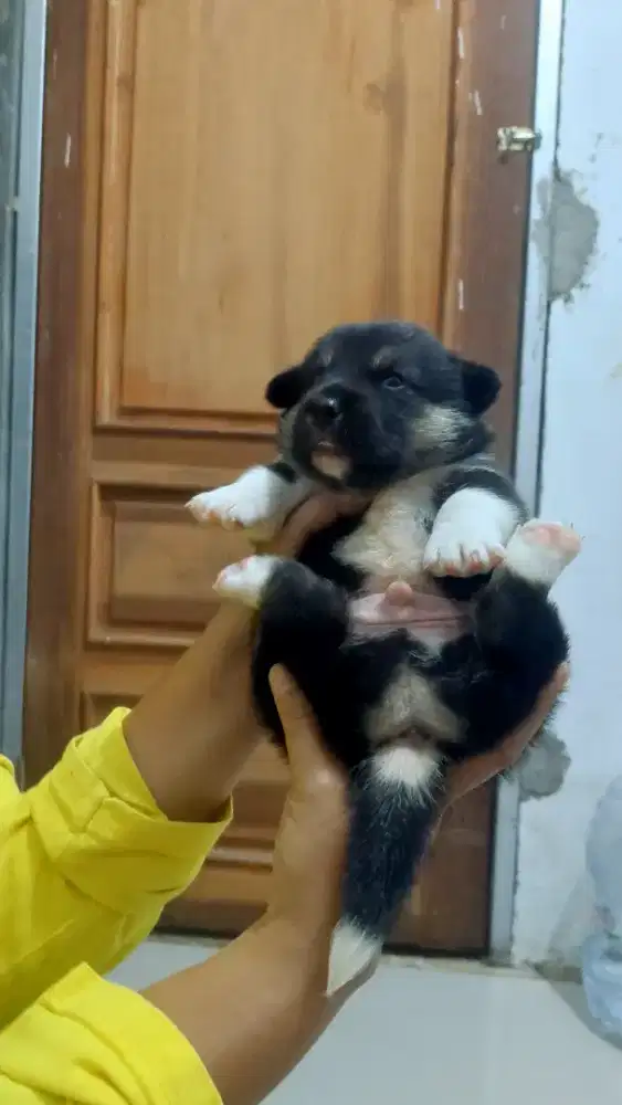 Anjing corgi mix
