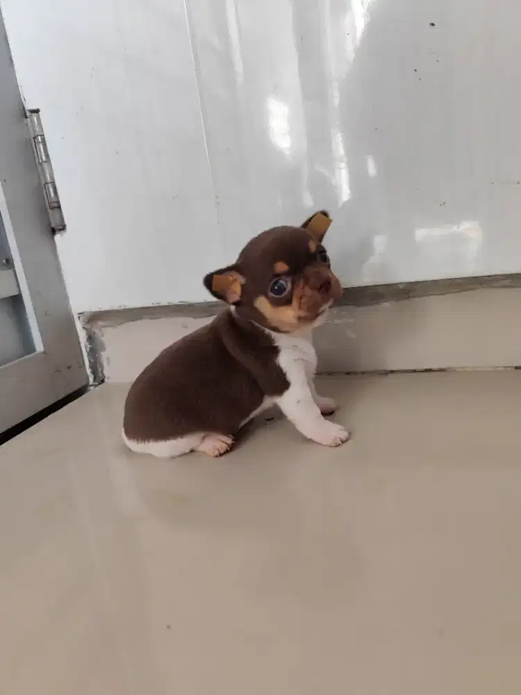 Chihuahua jantan