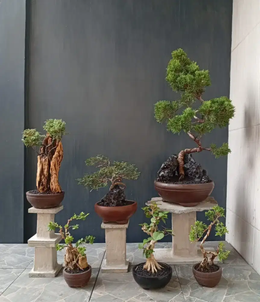 Bonsai mini cantik paketan