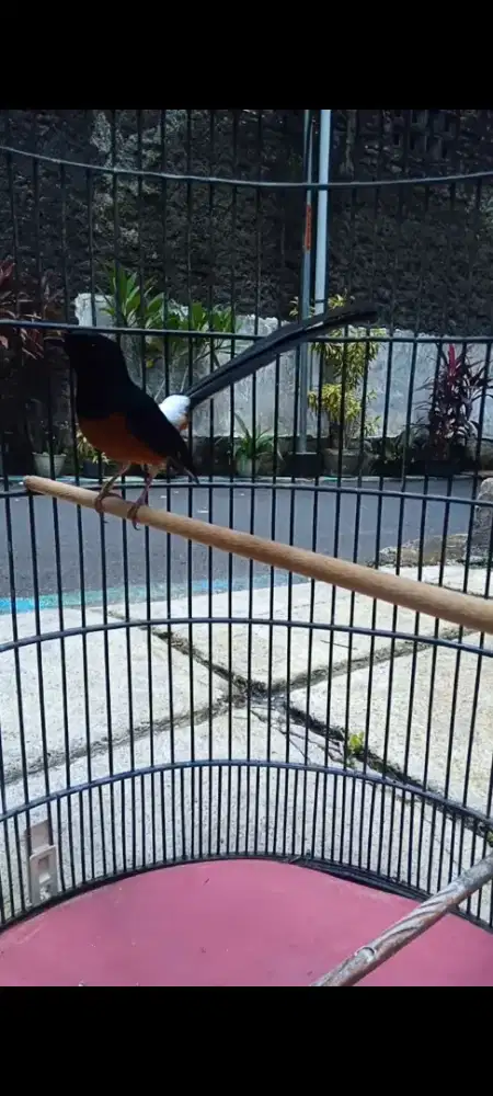 Burung murai ekor 25cm gacor