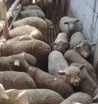 4 ekor anakan cempe bibit domba merino 4 bln 1 jantan 2 betina rawatan