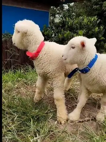 4 ekor anakan cempe bibit domba merino 4 bln 1 jantan 2 betina rawatan