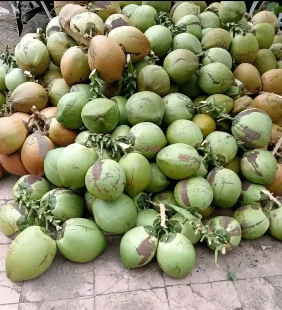 Dagang minuman kelapa dan tebu