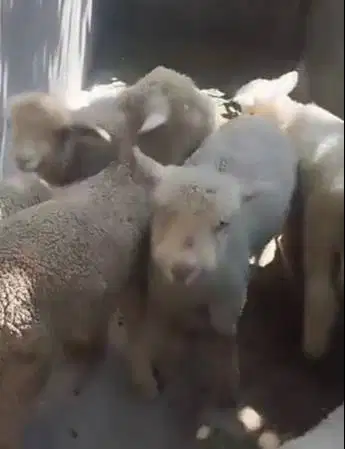 4 ekor anakan cempe bibit domba merino 4 bln 1 jantan 3 betina manteb