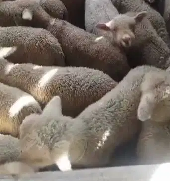4 ekor bibit cempe anakan domba merino 1 jantan 3 betina 4 bln manteb
