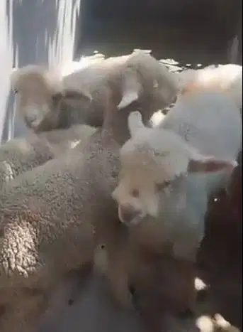 4 ekor bibit cempe anakan domba merino 1 jantan 3 betina 4 bln manteb