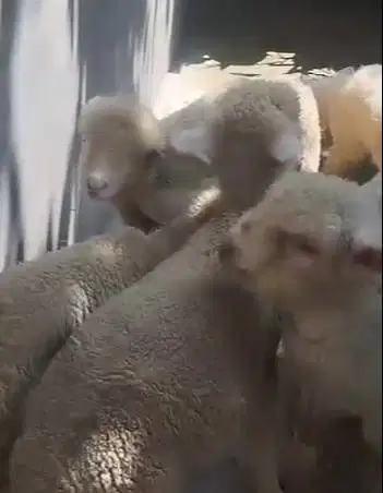 4 ekor anakan cempe bibit domba merino 4 bln 1 jantan 3 betina rawatan