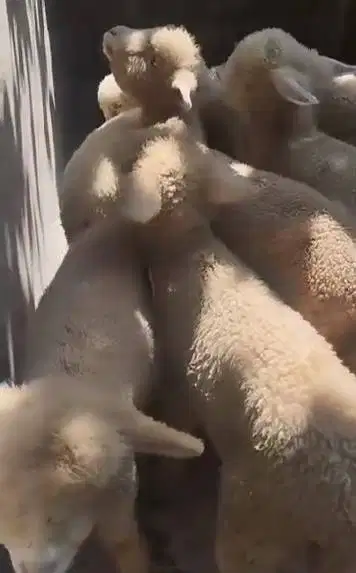 4 ekor anakan cempe bibit domba merino 4 bln exotik 1 jantan 3 betina