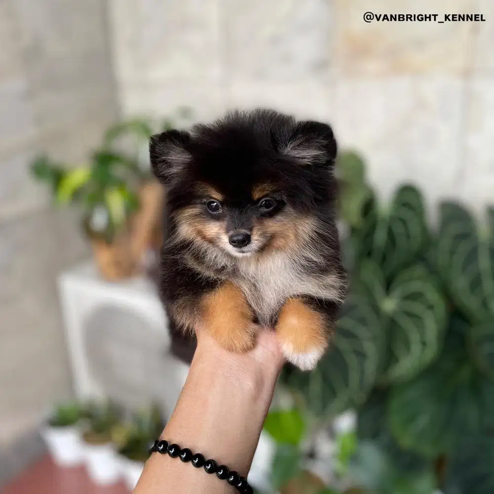 Pomeranian Black & Tan