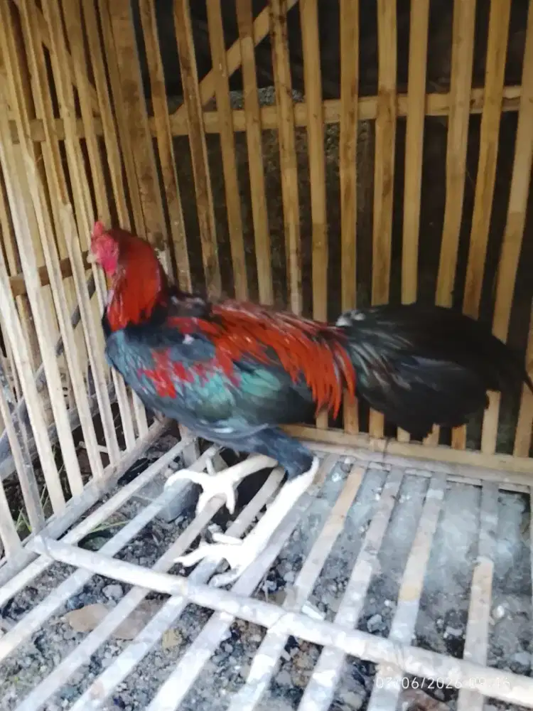 Ayam aduan juara