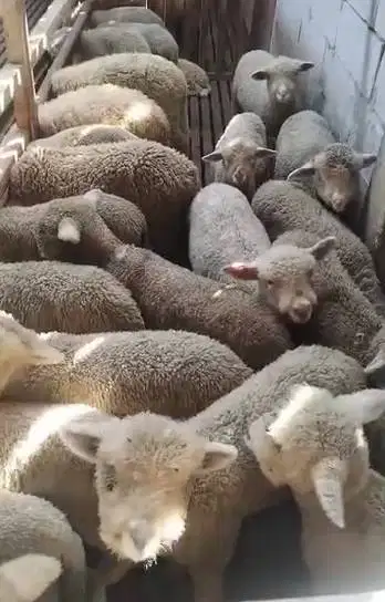 4 ekor anakan cempe bibit domba merino 4 bln 1 jantan 3 betina rawatan