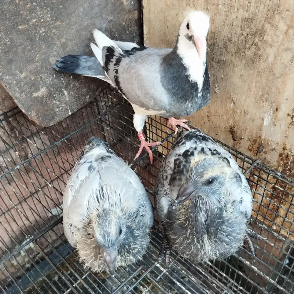 Merpati pos piyik