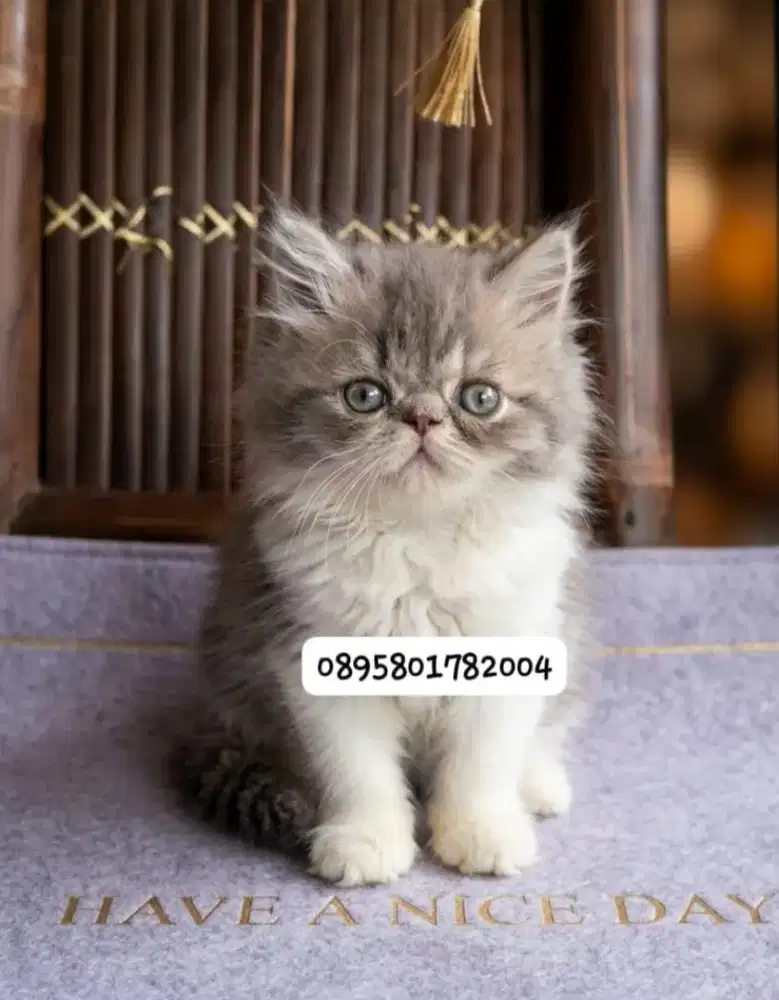 Anak kucing persia /kitten persia peaknose  /kucing peaknose  jantan