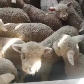 4 ekor anakan cempe bibit domba merino 4 bln 1 jantan 3 betina rawatan