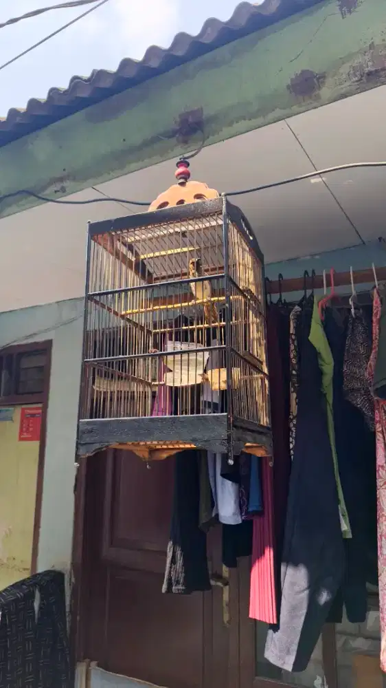 Burung cucak wilis bunyi semau nya jinak lalat fullset