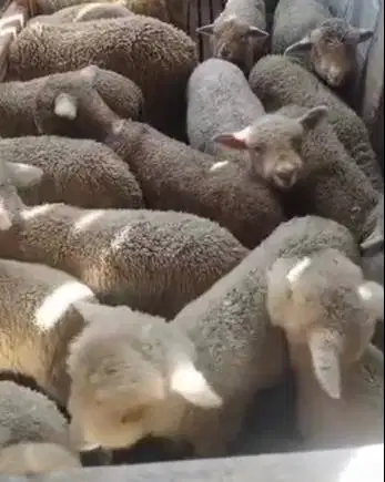 4 ekor anakan cempe bibit domba merino 1 jantan 3 betina rawatan 4 bln