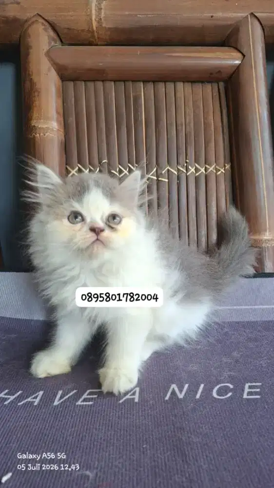 kucing persia jantan /kitten.persia jantan