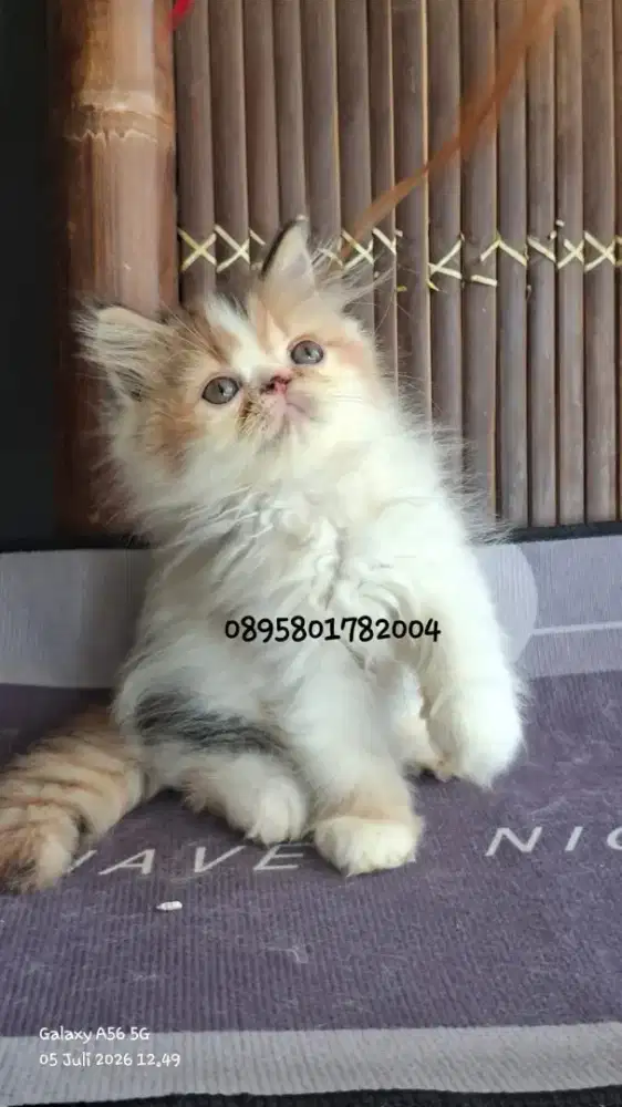 Kucing persia betina/kucing persia peaknose/kitten peaknose betina