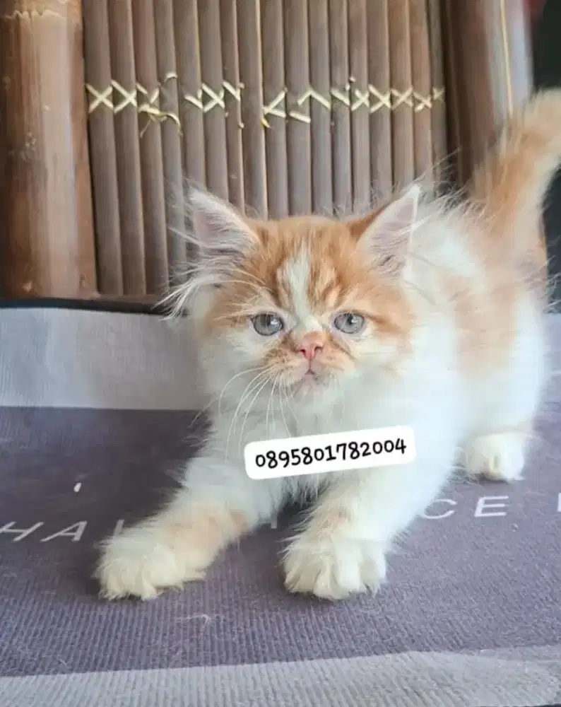 Anak kucing persia l/kitten persia peaknose/kucing peaknose jantan