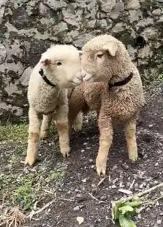 4 ekor anakan bibit domba merino 4 bln 1 jantan 3 betina siap ternak