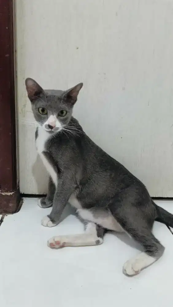 Free Adopt gratis