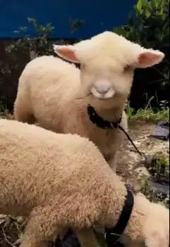 4 ekor anakan cempe bibit domba merino 4 bln 1 jantan 3 betina rawatan