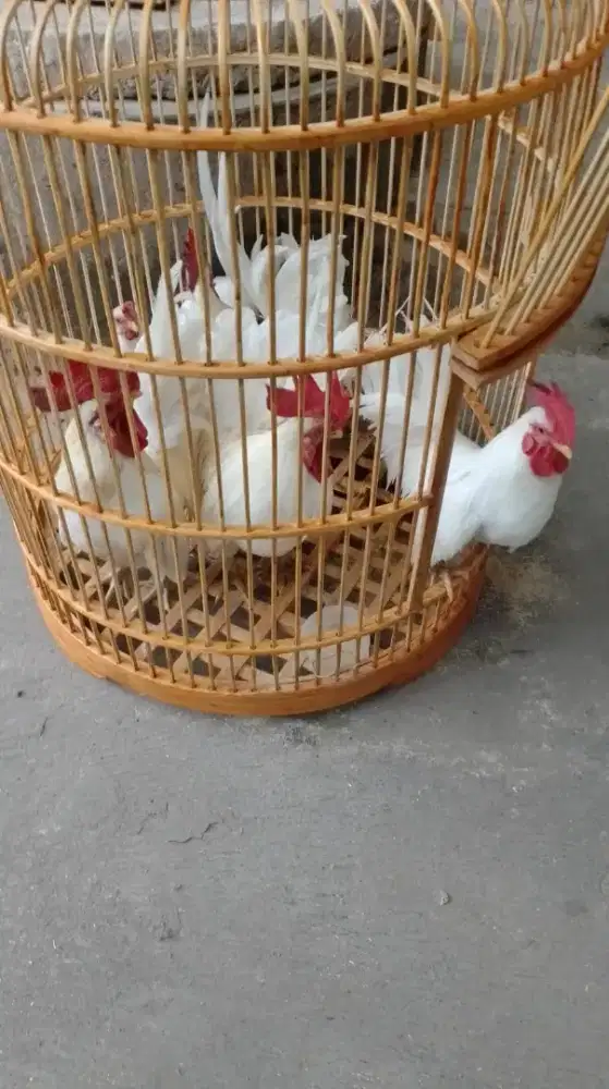 Ayam kate hias mataraman murah