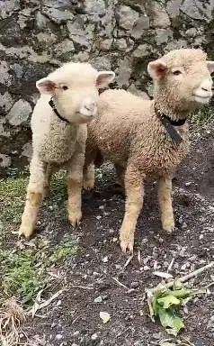 4 ekor anakan cempe domba merino 4 bulanan 1 jantan 3 betina jamin top