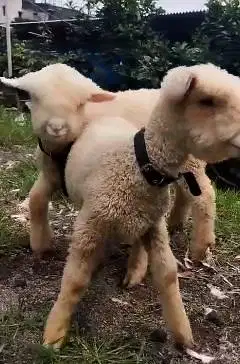 4 ekor anakan cempe domba merino 4 bulanan 1 jantan 3 betina jamin top