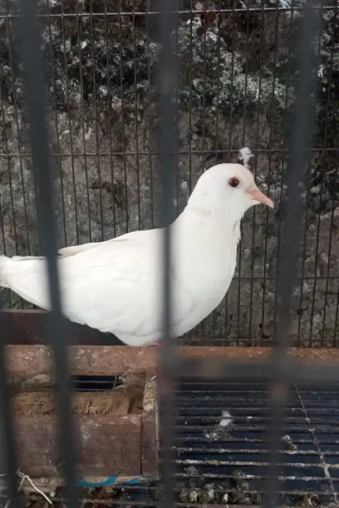 DI JUAL BURUNG PUTER PUTIH BETINA