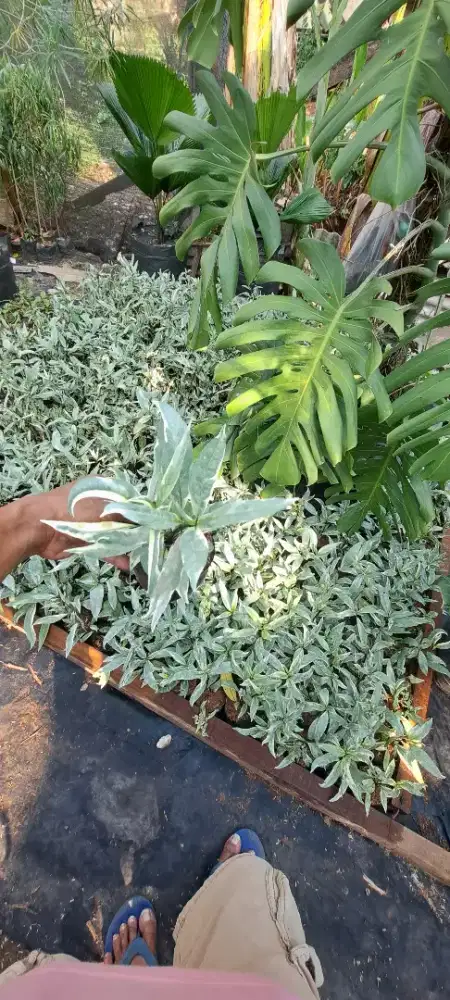 Pohon hias gandarusa