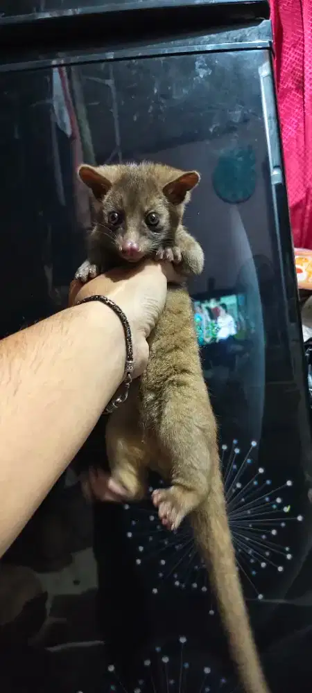 baby musang bali brown jantan
