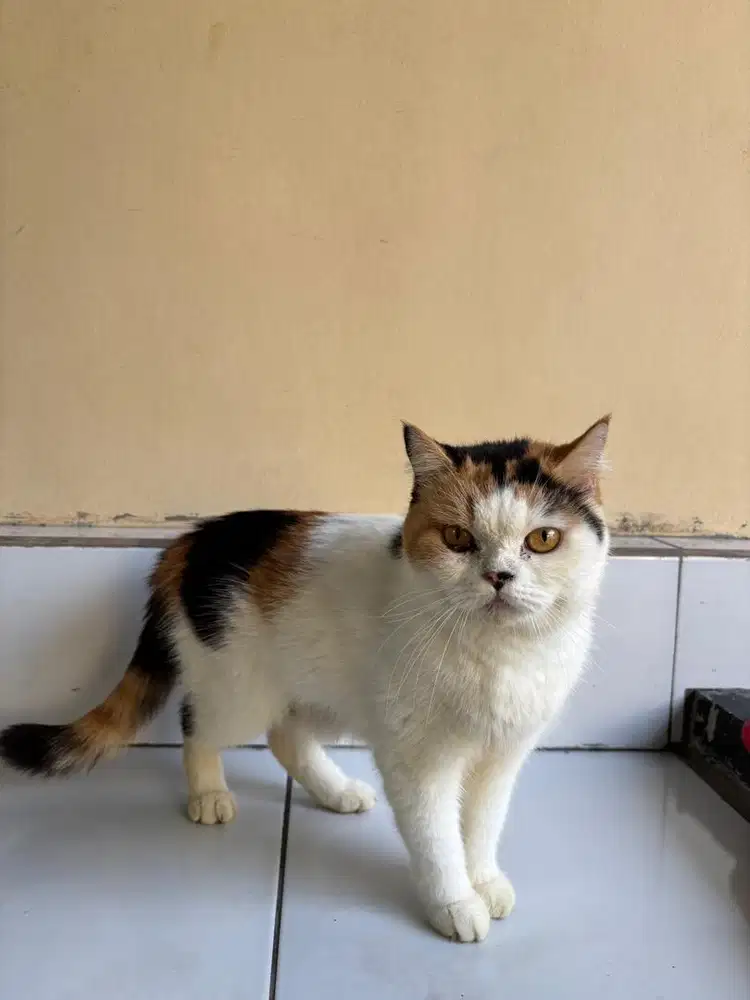 calico shorthair
