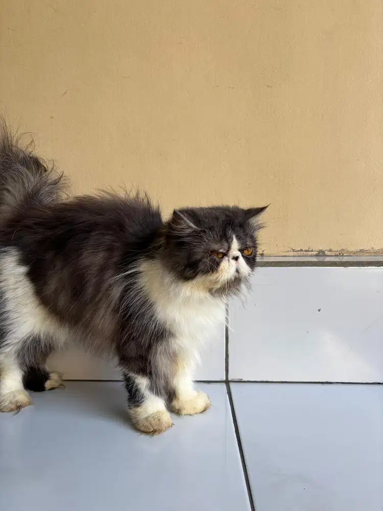 persian longhair