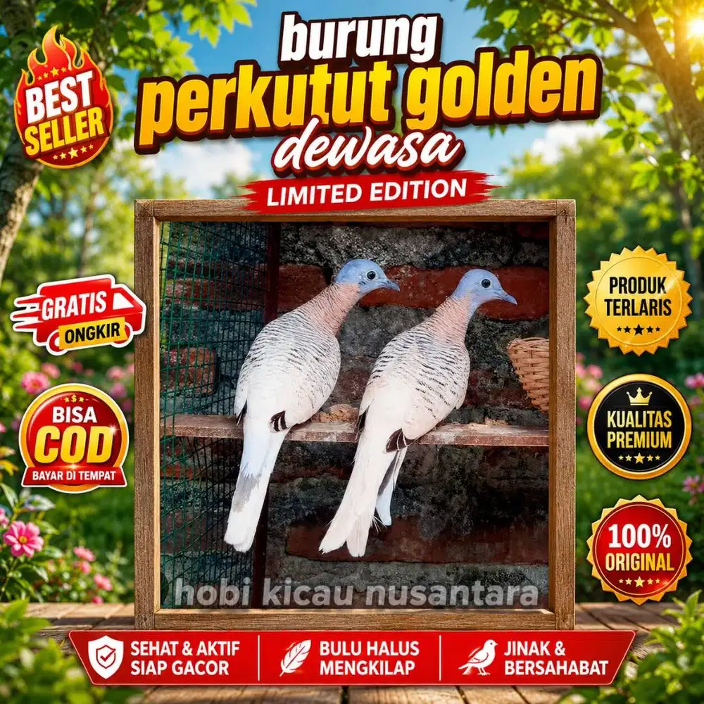 burung perkutut golden dewasa ready stock jantan dan betina