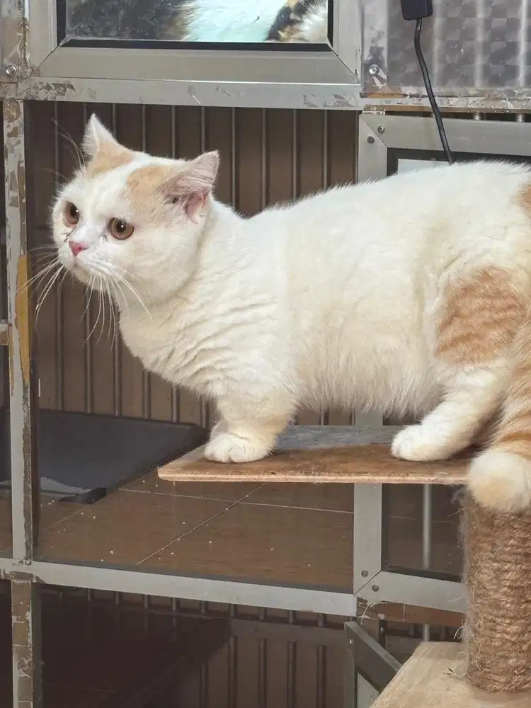 munchkin shorthair