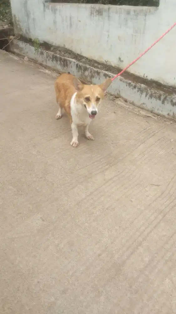wels corgi betina 1 tahun betina
