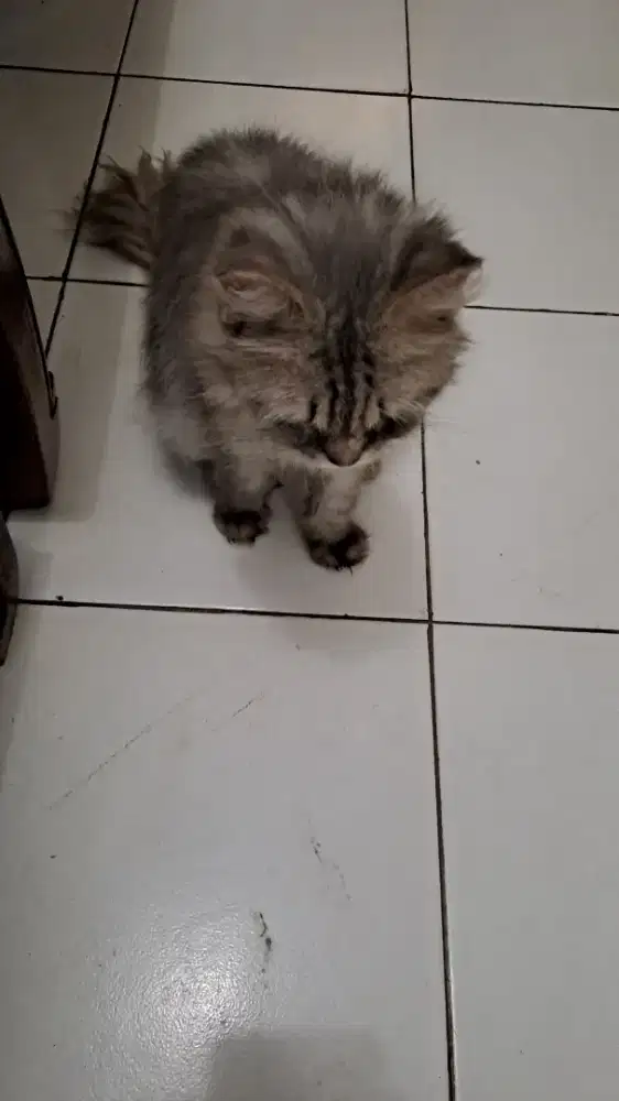 Kucing dewasa betina