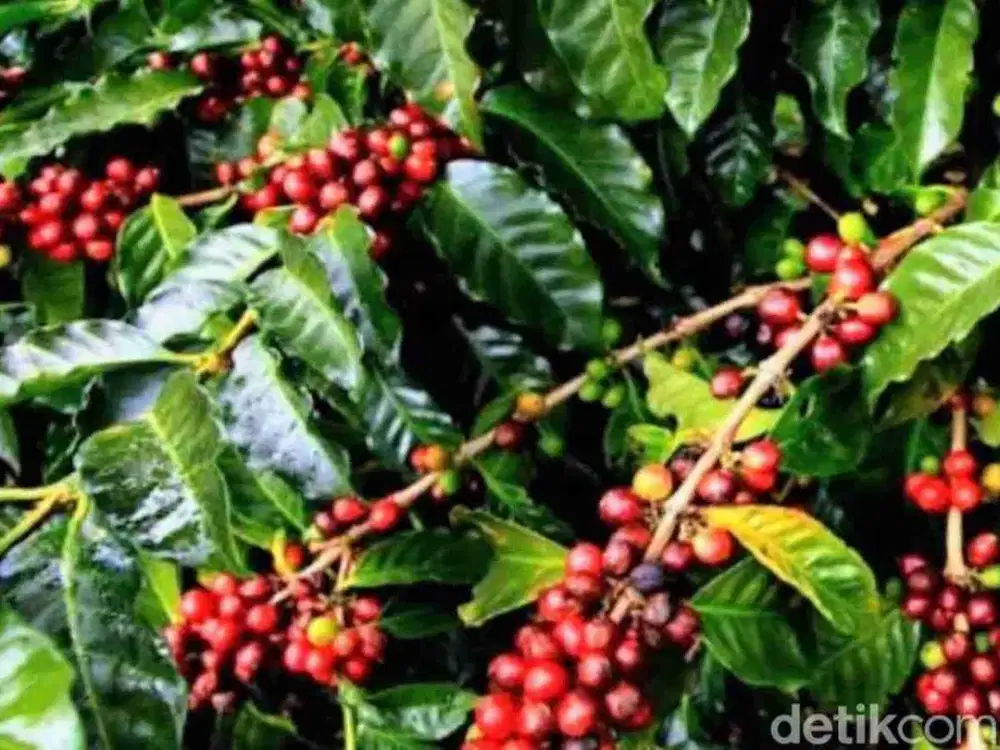 Jual kebun kopi lahan garapan Luas 7 hektar
