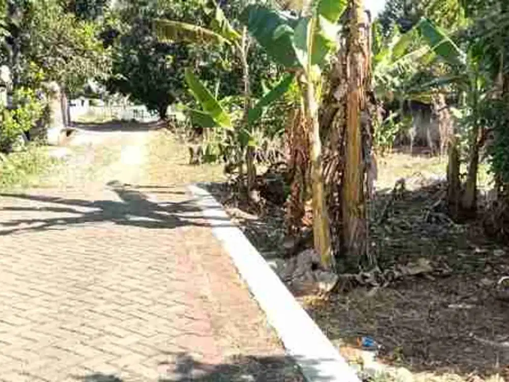 tanah murah cocok untuk investasi shm ready di mangunsari
