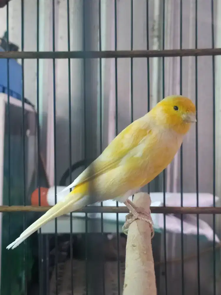 kenari f1ys habis mabung jarang bunyi
