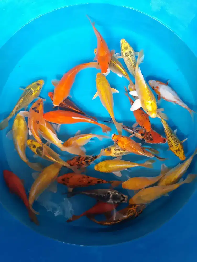 Ikan koi shotbodiy 18 25cm